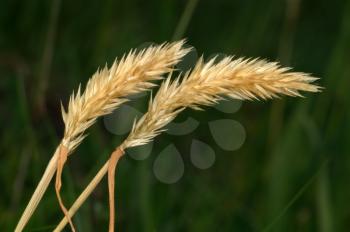 Royalty Free Photo of Spikelet Grass