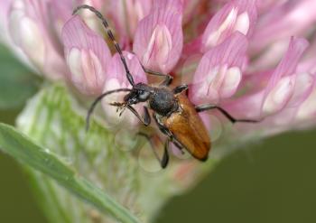 Royalty Free Photo of a Beetle on a Pink Flower