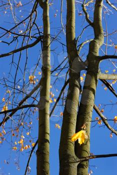 Royalty Free Photo of an Autumn Tree With Just a Few Leaves Left on It