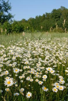 Royalty Free Photo of a Field of Daisies