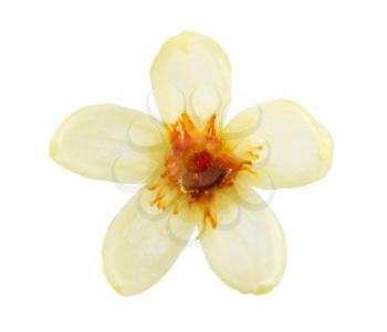 Linden flowers on a white background, isolated