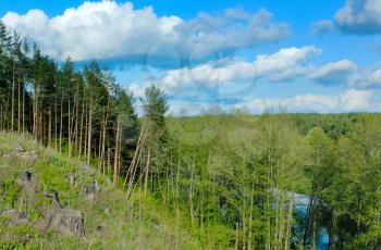 Royalty Free Photo of a Pine Forest