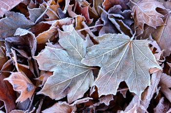 The first autumn frost on the fallen leaves in the park.