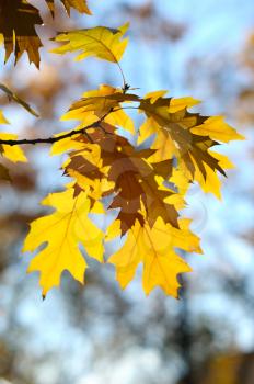 Yellow autumn oak leaves on trees in park.