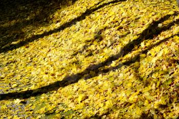 Yellow autumn maple leaves in the park.