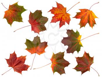 Set of yellow and red autumn maple leaves, isolated on a white background.
