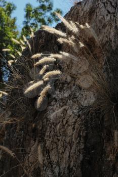 Royalty Free Photo of Dry Plants on a Rock Face