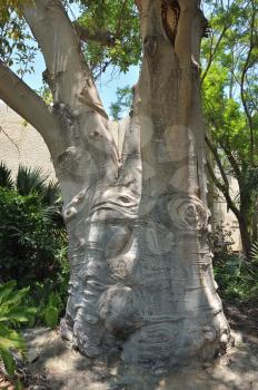 A young baobab tree in the Ein Gedi botanical garden