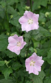 Large pale pink flowers of hollyhock among the leaves