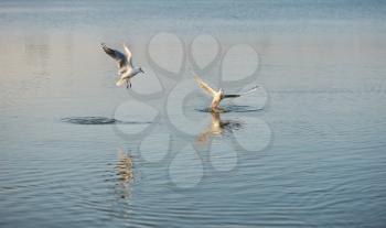 Two gulls over the lake at sunset and their reflection in the water.