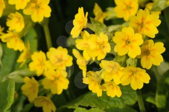 The flower of Primula veris, early spring plant.