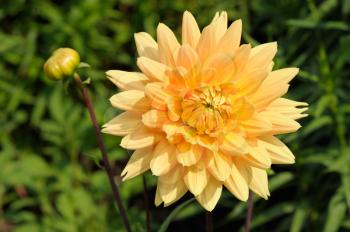 Tall dahlia plant with large flowers in the garden