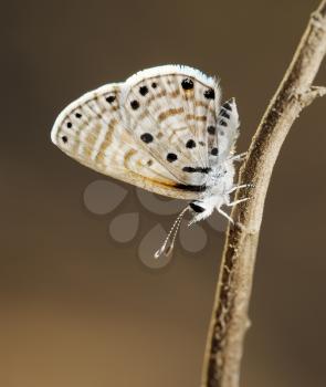 Closeup of the nature of Israel - copper-butterfly on a branch