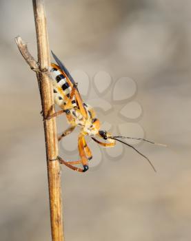 Closeup of the nature of Israel -  bug on a branch