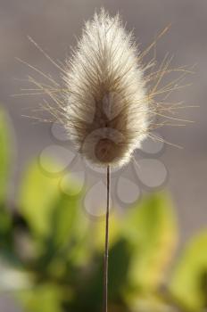 Fluffy spikelets of grass on the sand in Israel