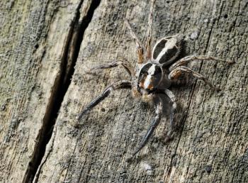 Closeup of the nature of Israel -  Salticidae spider on the tree