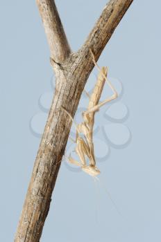 Closeup of the nature of Israel - small mantis  on a branch