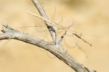 Closeup of the nature of Israel - small mantis on a branch