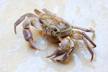 Freshwater land crab in the stream Arugot (Ein Gedi Nature Reserve) in Israel