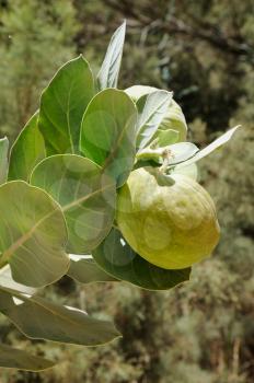 Poisonous Tree Apple of Sodom (Calotropis procera) in the natural reserve of Ein Gedi on the Dead Sea in Israel.