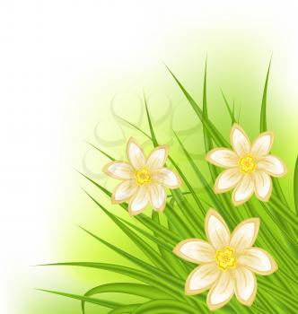 Illustration green grass with flowers, spring background - vector