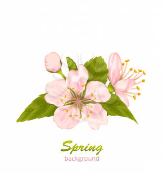 Illustration Cherry Blossom with Leaves Isolated on White Background - Vector