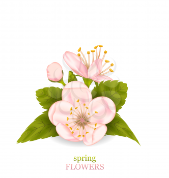 Illustration Cherry Blossom with Leaves Isolated on White Background. Spring Flowers - Vector