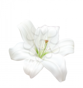 Illustration Photo-realistic Beautiful White Lily Isolated On White Background - Vector