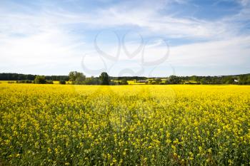 Royalty Free Photo of a Rape Field