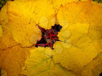 Colorful Maple Leaf in the Fall