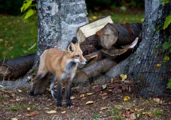 Red North American fox cub, grass background