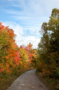 Colorful fall maple tree leafs