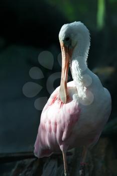 Spoonbill Portrait