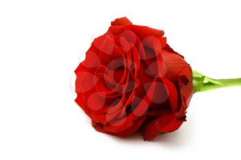 macro of the beautyful red  rose isolated