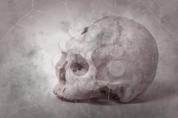 Old photo Side view of human skull. single skull . Human skull on a white background.