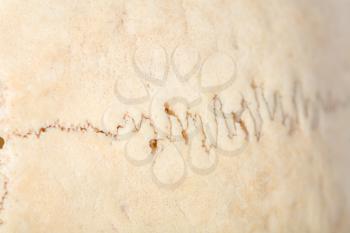 Macro view of human skull bones