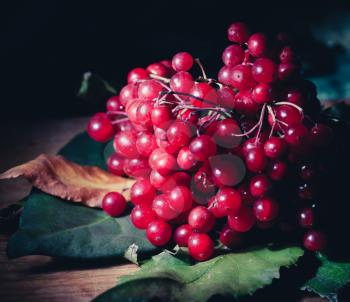 toned image guelder rose berries on the wooden table, dark background