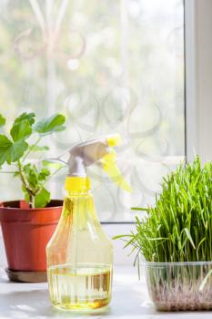 vertical shot - grass in container and yellow sprayer on the windowsill closeup indoors