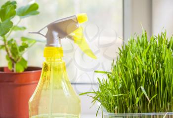 horizontal shot - grass in container and yellow sprayer on the windowsill closeup indoors