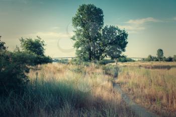 Tree in a fields in a summer time