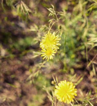 Two yellow flowers in grass