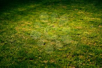 Grass background with vignette angle view