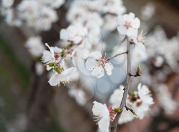 Apple blossom outdoors closeup