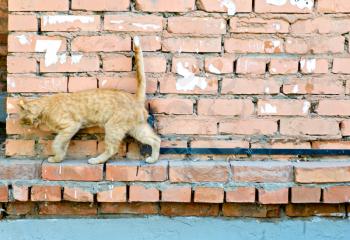 Red cat on a wall looking forward into the way.