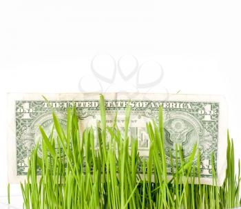 Dollar bills growing in the green grass, finance concept. Growing dollar. The vegetation of dollar bills on the green grass