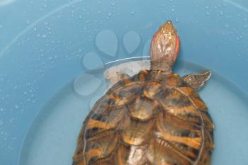 The red-eared turtle sits in a blue plastic basin in which a drop of water is added to it