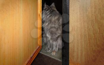 Gray pussycat is sitting in the gap of the open door and looking away.