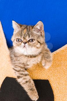 Royalty Free Photo of a Kitten in a Slipper