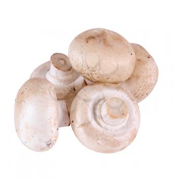 raw white mushrooms isolated on white background                               