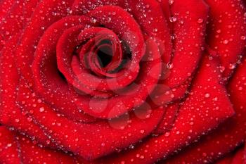 Royalty Free Photo of a Red Rose